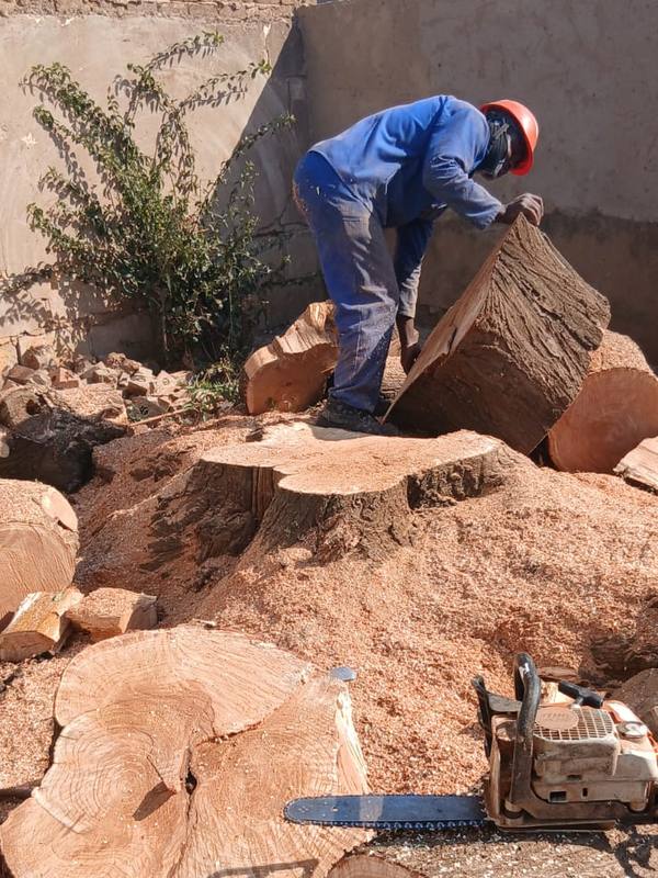 Crew member in an orange hard hat moving a large cut round, chainsaw resting on the logs