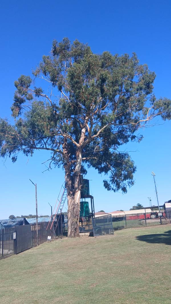 Large gum tree in full leaf on a lawn, with a water-tank stand behind it