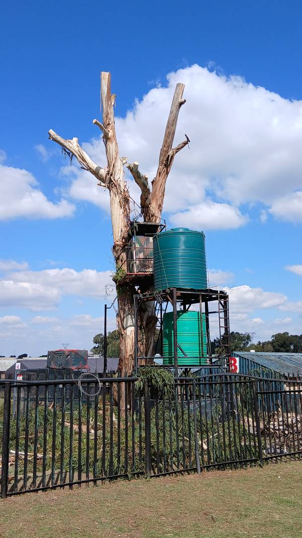 Gum tree with its whole crown removed, water tanks and fence untouched