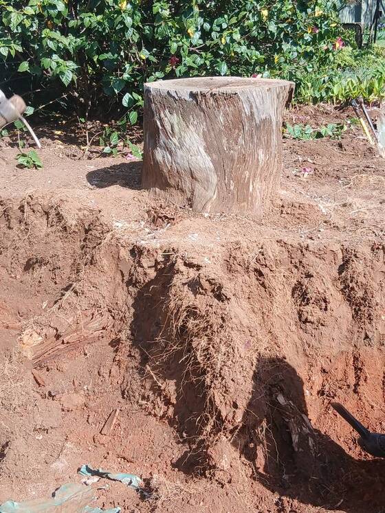 Large tree stump in a garden bed with the soil dug away around it
