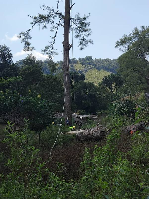 Tall tree stripped to a bare trunk on an overgrown property